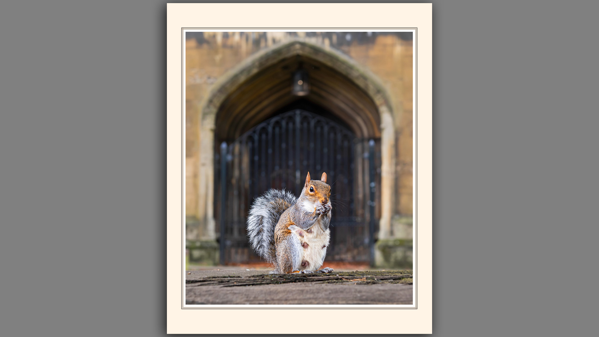 The Church Squirrel